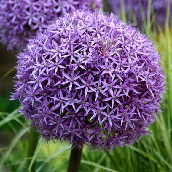 allium